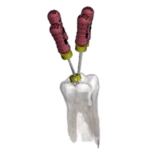 CBCT in endodontics (ENGLISH: DUTCH + FRENCH) =MODULE5